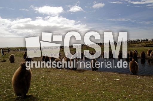 Königspinguin (78 von 84).jpg